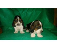 BASSET HOUND LINDOS FILHOTES