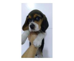 BEAGLE LINDOS FILHOTES