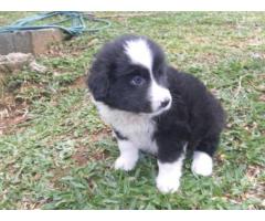 3 BORDER COLLIE LINDOS FILHOTES