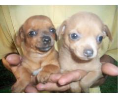 Pinscher lindos filhotes