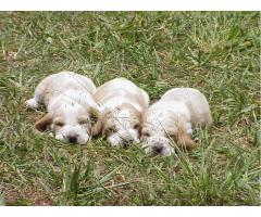 BASSET HOUND	LINDOS FILHOTES