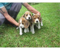 BEAGLE LINDOS FILHOTES