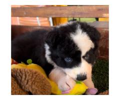 BORDER COLLIE LINDOS FILHOTES