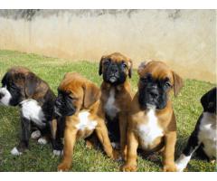 BOXER	LINDOS FILHOTES