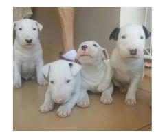 BULL TERRIER  LINDOS FILHOTES