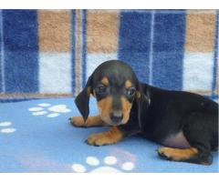 DACHSHUND ANÃO CURTO PELO CURTO PRETO E CANELA \ ARLEQUIM LINDOS FILHOTES