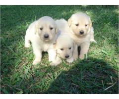 GOLDEN RETRIEVER LINDOS FILHOTES