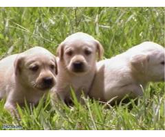 LABRADOR AMARELO/CHOCOLATE / PRETO LINDOS FILHOTES