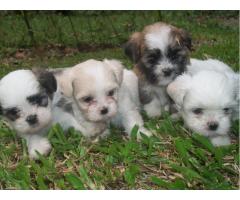 LHASA APSO LINDOS FILHOTES