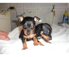 Pinscher lindos filhotes