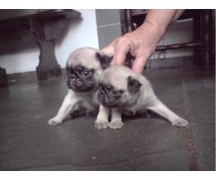 PUG LINDOS FILHOTES