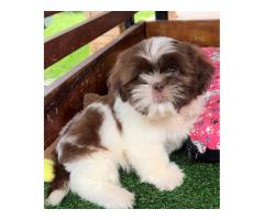 SHIH TZU LINDOS FILHOTES