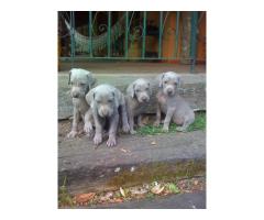 WEIMARANER LINDOS FILHOTES