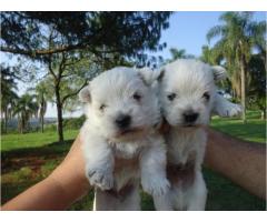 WEST TERRIER LINDOS FILHOTES