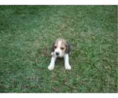 BEAGLE LINDOS FILHOTES