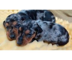 DACHSHUND ANÃO CURTO PELO CURTO PRETO E CANELA\ ARLEQUIM LINDOS FILHOTES