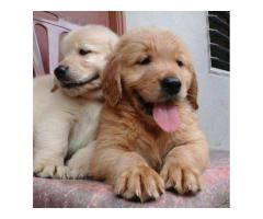 GOLDEN RETRIEVERLINDOS FILHOTES