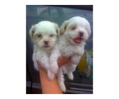 LHASA APSO LINDOS FILHOTES