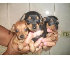 PINSCHER LINDOS FILHOTES