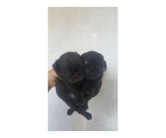 PUG LINDOS FILHOTES