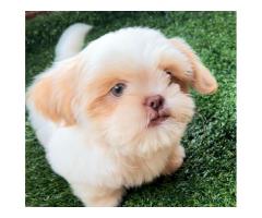 SHIHTZU LINDOS FILHOTES