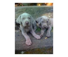 WEIMARANER LINDOS FILHOTES