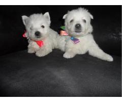 WEST TERRIER LINDOS FILHOTES