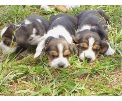 BASSET HOUND	LINDOS FILHOTES