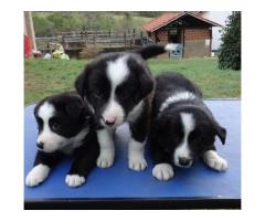 BORDER COLLIE LINDOS FILHOTES