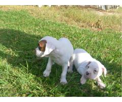 BOXER	LINDOS FILHOTES