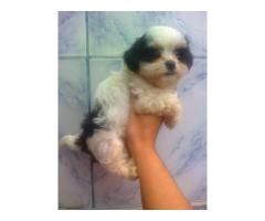 LHASA APSO LINDOS FILHOTES