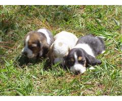 BASSET HOUND	LINDOS FILHOTES