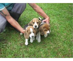 BEAGLE LINDOS FILHOTES