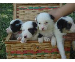 BORDER COLLIE LINDOS FILHOTES