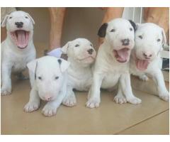 BULL TERRIER  LINDOS FILHOTES