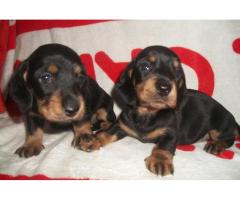 DACHSHUND PRETO E CANELA  LINDOS FILHOTES