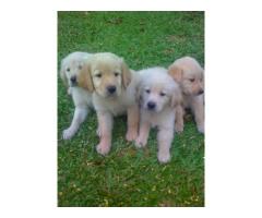 GOLDEN RETRIEVER LINDOS FILHOTES