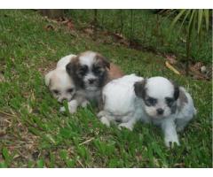 LHASA APSO LINDOS FILHOTES