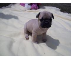 PUG LINDOS FILHOTES