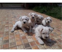 SCHNAUZER BRANCO LINDOS FILHOTES