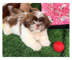 SHIHTZU LINDOS FILHOTES